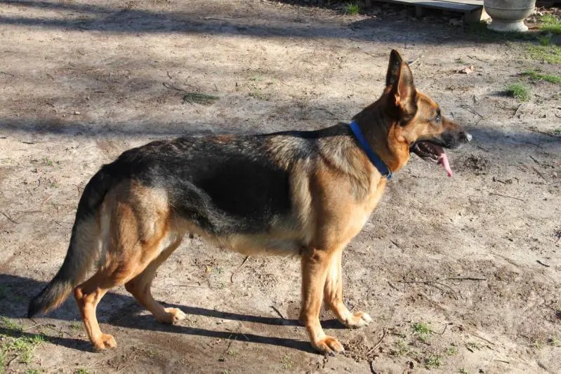 Danni Vom Presley Haus