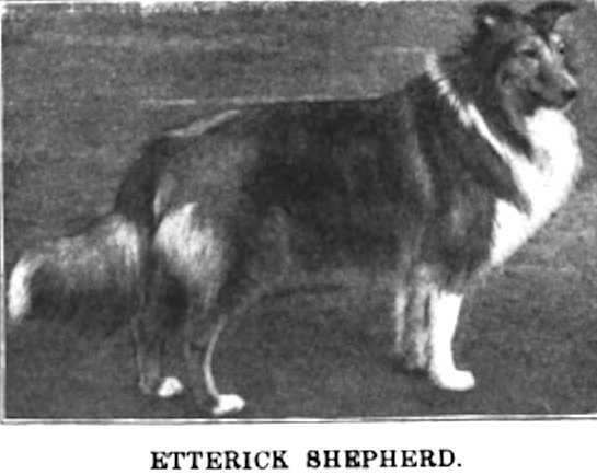 Etterick Shepherd