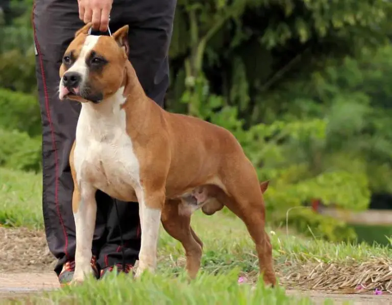 Amstaff Camarilha Brandon Stark