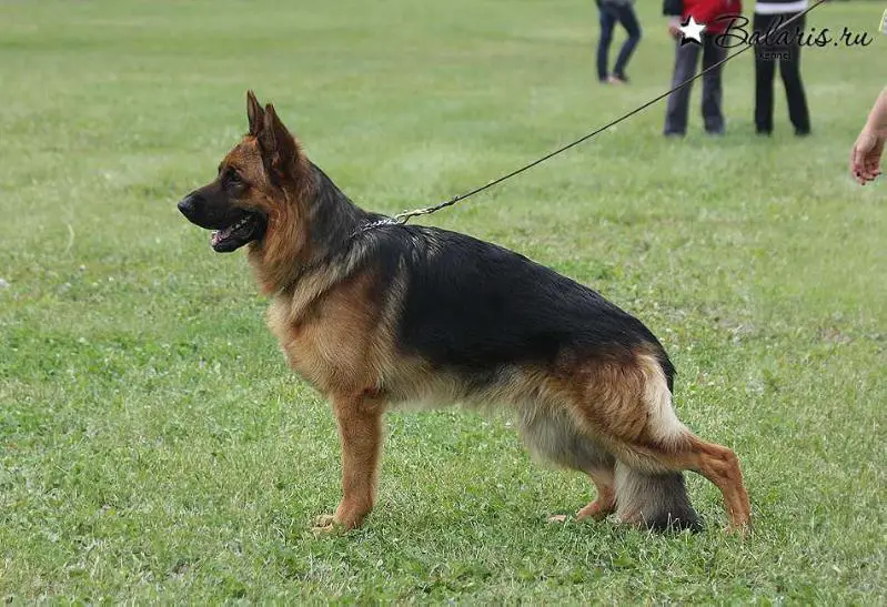 V Ilai von Wespen Haus