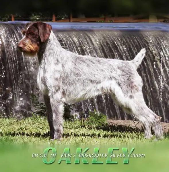 CH Mt View's Ripsnorter Silver Charm