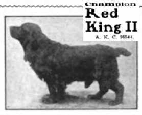 CH Red King II (095544)