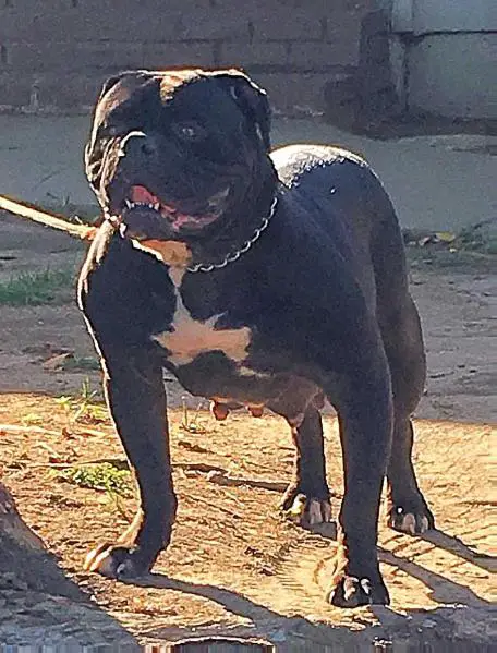 PINTOS BULLYS BLACK PEARL