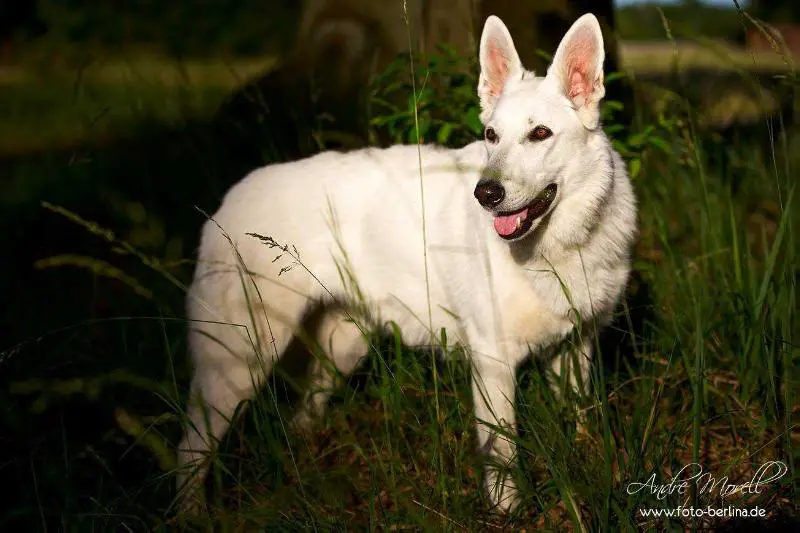 Gera Gracia von Pardiel-Grischun