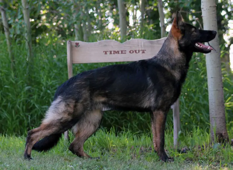 Xena Von Hollenhund