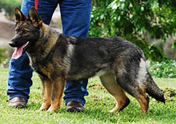 Harrah Gigi Vom Szymczyk