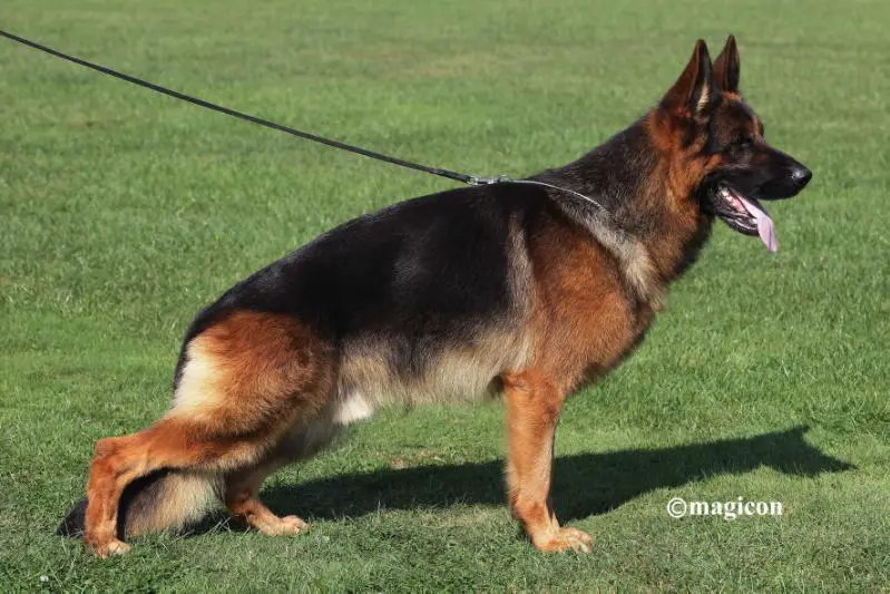 SG Elmar vom Drei Birkenzwinger