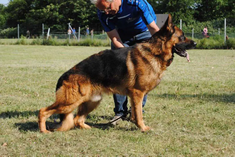 V Obama vom Elbe-Saale-Winkel