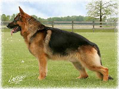 Joshy Von Den Hanfstucken