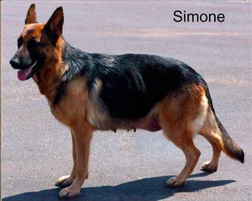 Adasdf Simone
