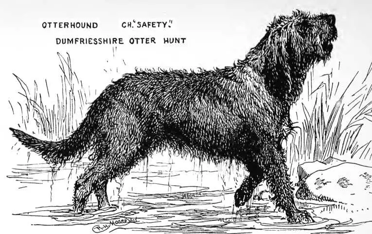 CH Safety [Dumfriesshire Otter Hunt]