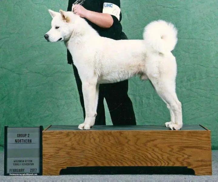 UKC CH, INT-CH, HVCH Finesses Jotunn Prince Of Tokuguay