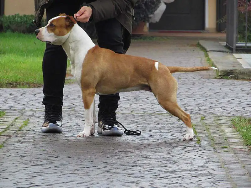 Goodfellas Pour some sugar on me