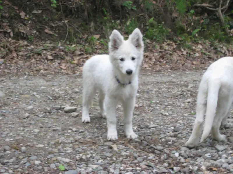 Edelweiss di Grande Inverno