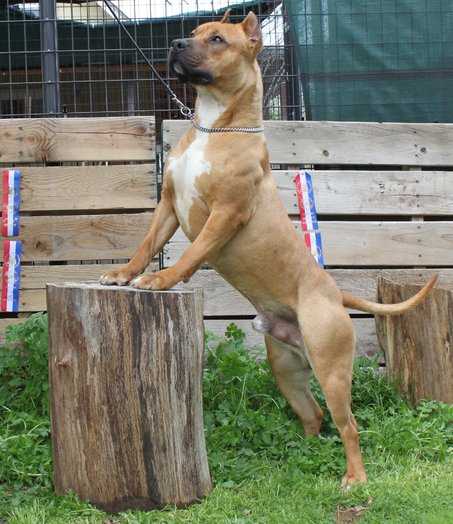 UWP CH Flosi's Primo Massimo of SPK