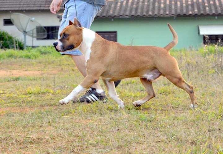 Gumball Strong Fortress Dog`s