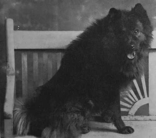 Pedro [Peter The Great x Alaska]