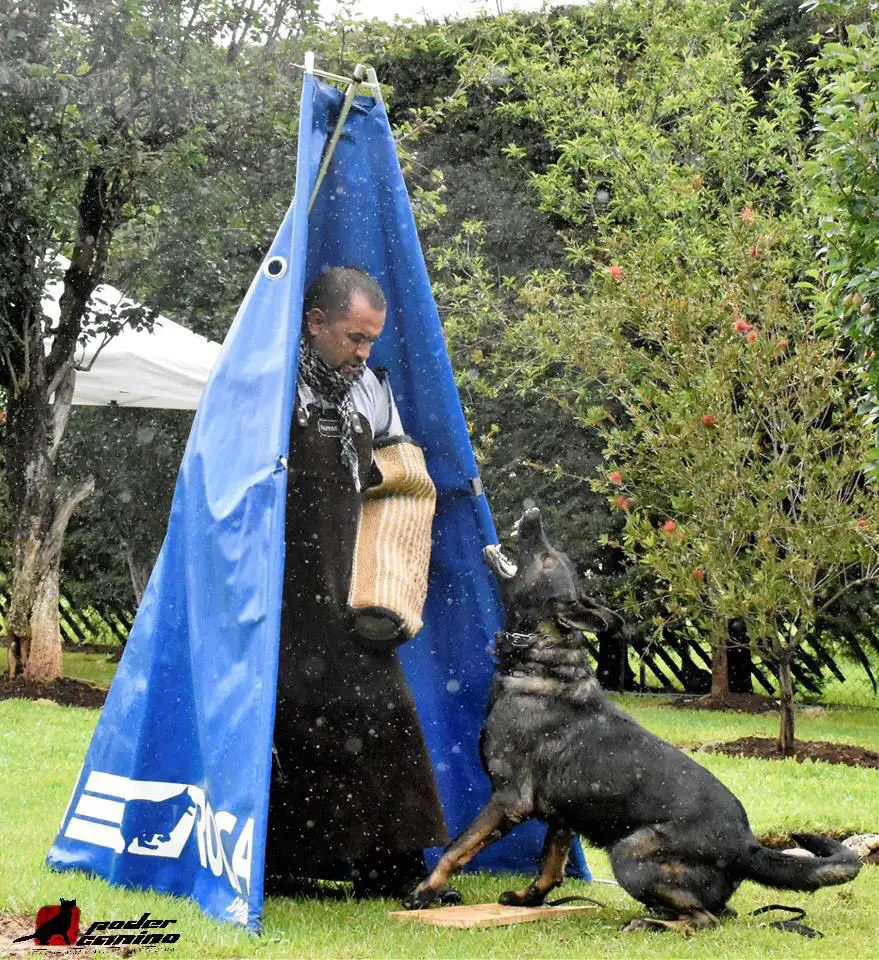 HAMMER Ortega (DE PODER CANINO)