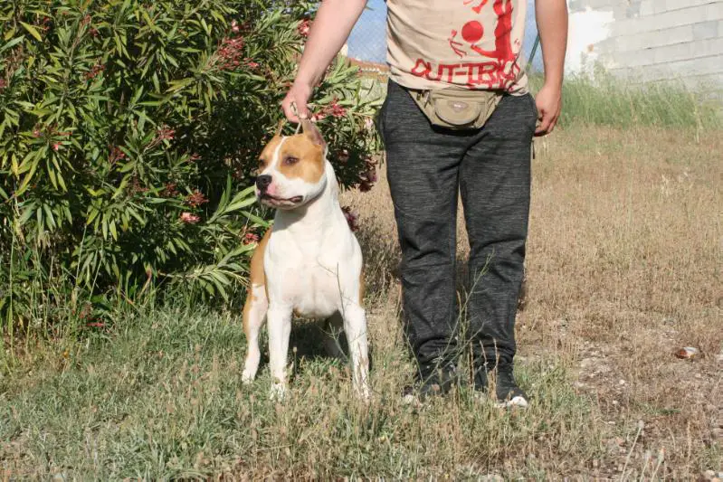 Ch truelovestaff el duque