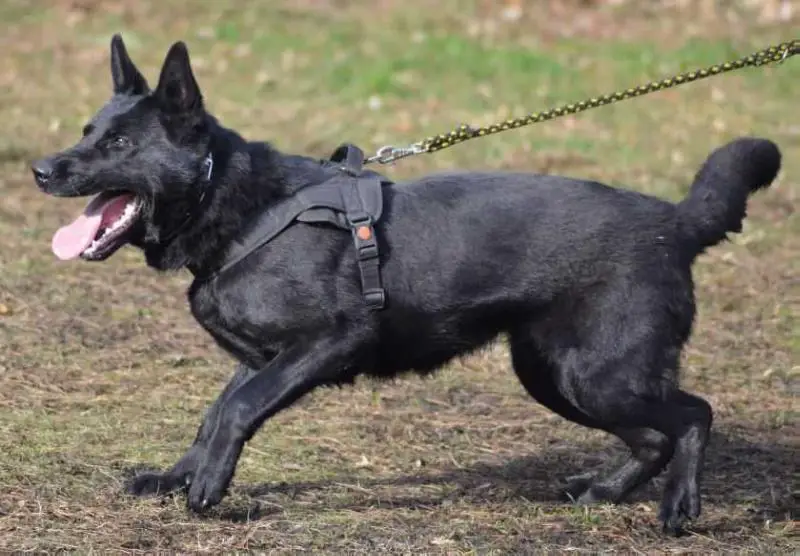 Wendy z Berounske basty