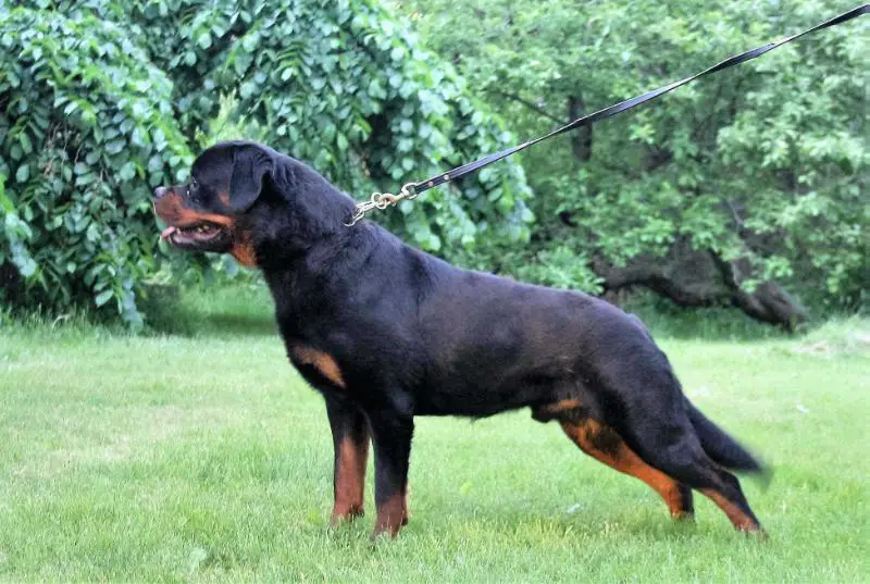 Conan vd steinbrucke