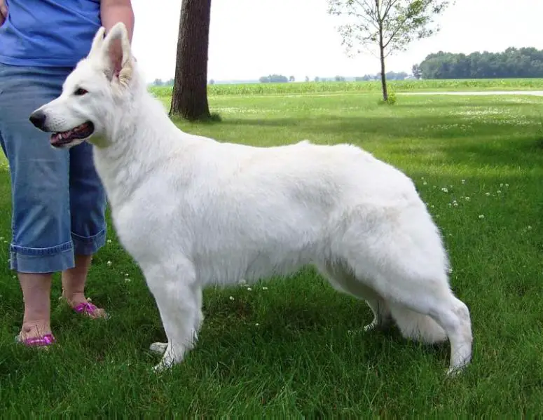 UKC CH Joyous Starfyre's Royal Whisper vom Niehuser See
