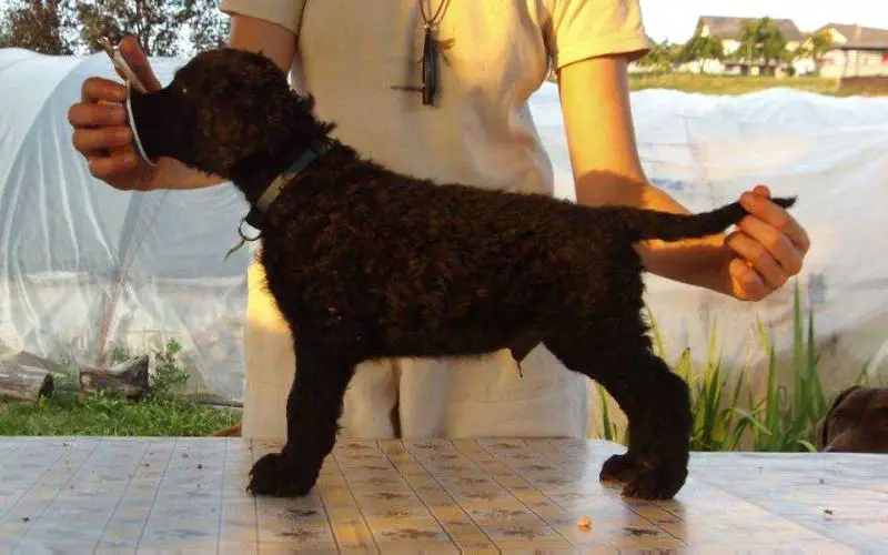 JCH Slovenia Praetorium Latobicorum's Haru