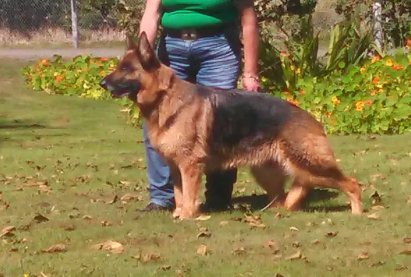 ellie of chinook valley farm