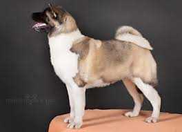 Dayly Miracle Iz Zamka Grez