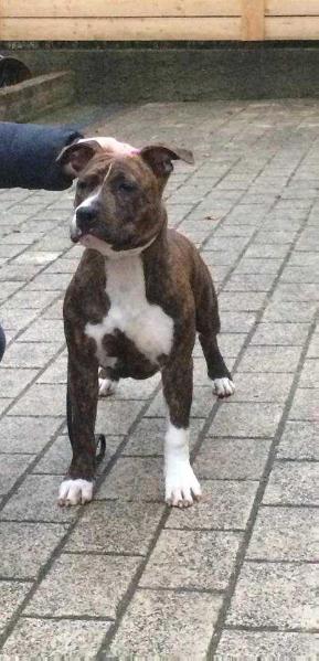 Pageant´s L´Millenium of X-Pert