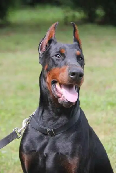 Doberman Fields' - Superior Dobermans Man of War