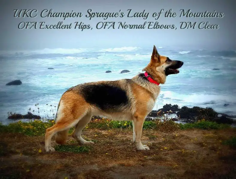 UKC CH Sprague's Lady of the Mountains