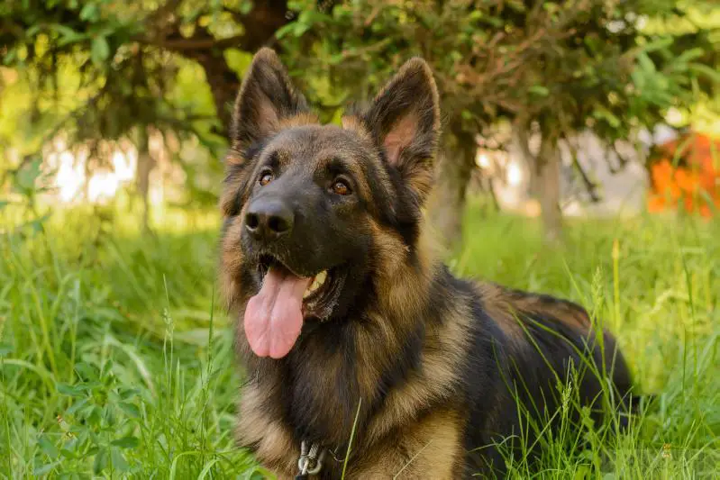 Dandi