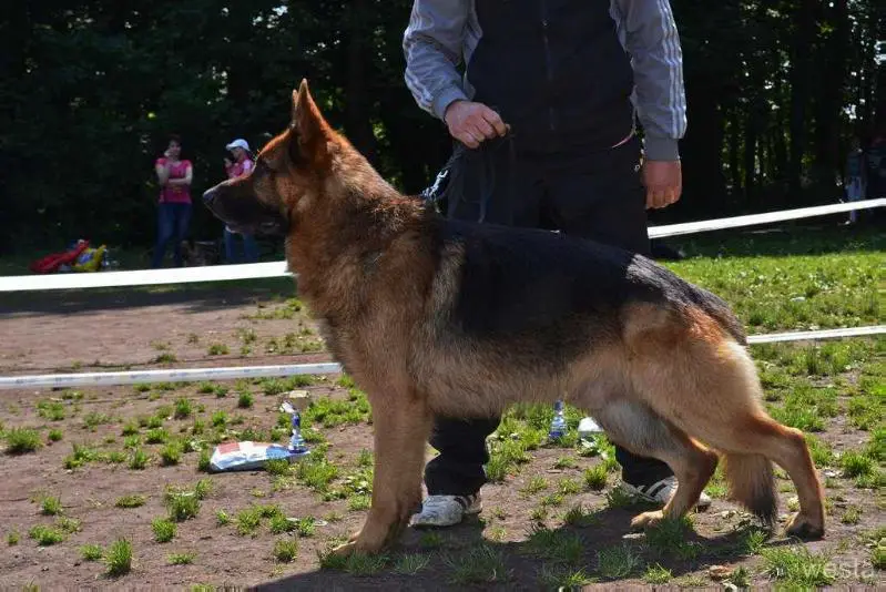 Champion Russia, RKF Vostok-Zapad Brit