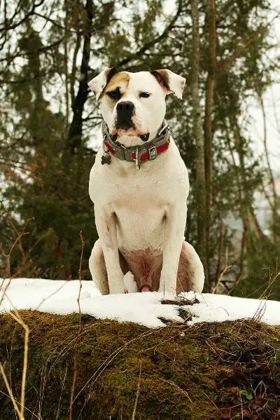 Kinghaven's Dios aka Töddel