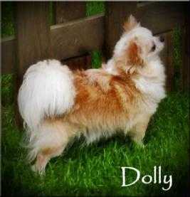 Westside's Wee Lil Buttercup