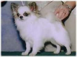 CH Burgundy Lil Zorro