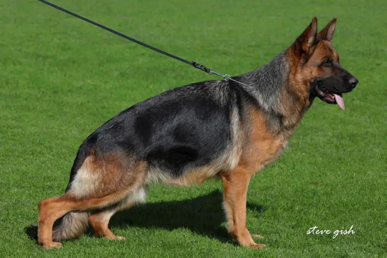 V BSZS 2017 Hadina vom Lärchenhain