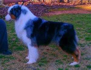 AKC CH Bayouland's Bleu Vigilante