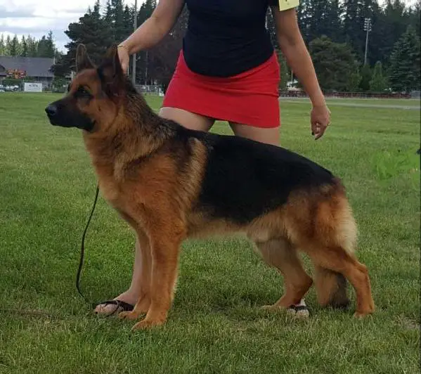 IABCA INTL CH Sony Ze Skalnego Wzgorza (2014 AKC)