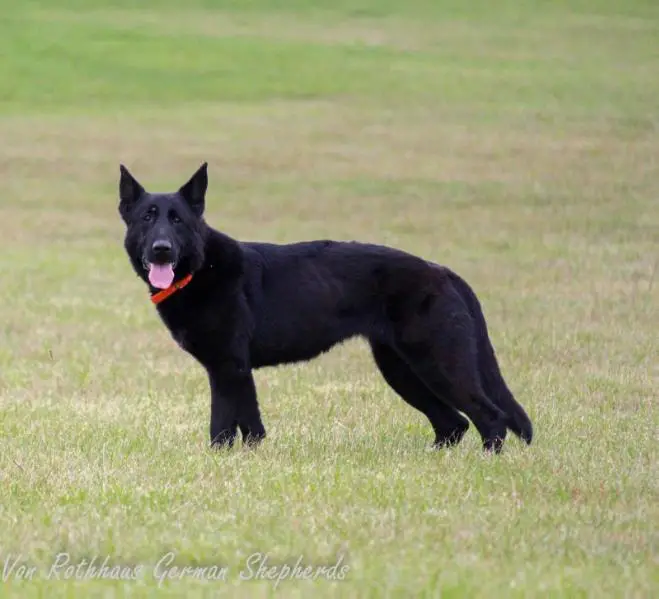 Geisha Girl von Kalt Bach