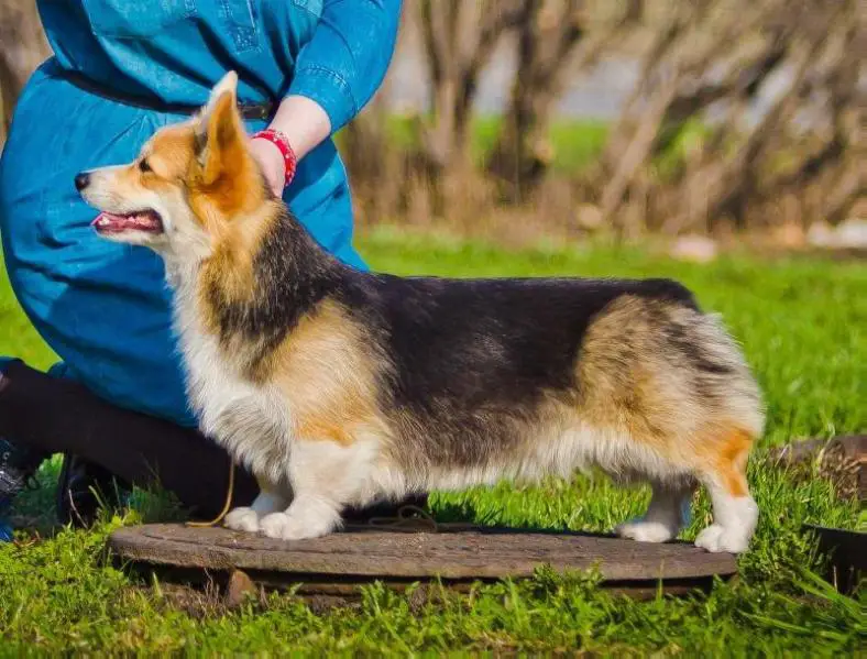 BONNIFOKS ARTISTRY PRIMA