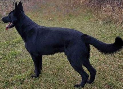 Bruin z Obranci