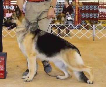 US CH Breal-Jogra's Teagan