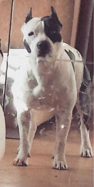 East coast red rowdyrock high hope