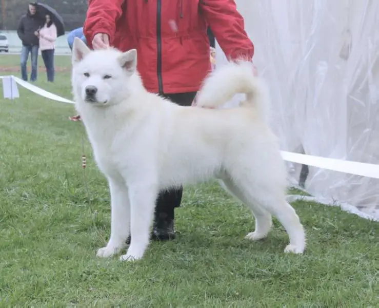 CH JunRUS, CH RKF SKAZKA VOSTOKA Guardian Angel