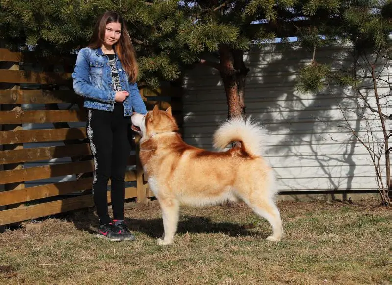 JCH-HR, JCH-BIH, CH-HR, CH-BIH Arctic Chellenge Red Moon z Snieznej Doliny