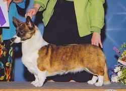 AM CH Kennebec Spot On Vestavia