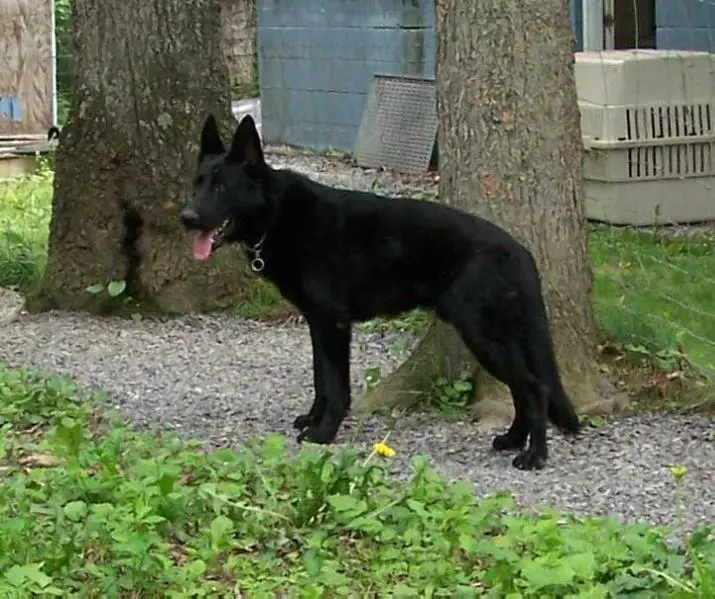 Zycko von Hildchensruh