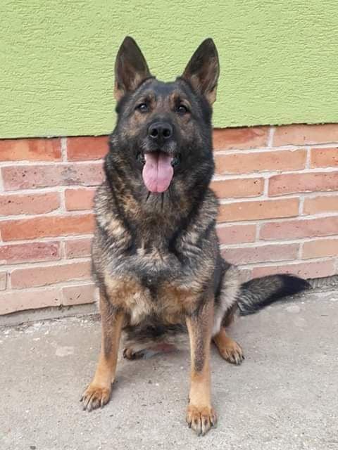 G Zloba Aites Bohemia